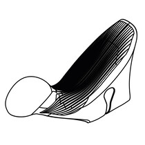 Copricomandi Campagnolo Super Rercord 12V disc EC-SRDB600